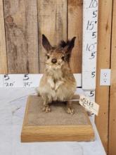 African Springhare Full Body Taxidermy Mount