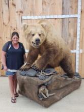 Gorgeous Boone & Crockett Recod Book Blonde Phase Alaskan Brown Bear Full Body Taxidermy Mount