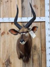 African Nyala Shoulder Mount Taxidermy