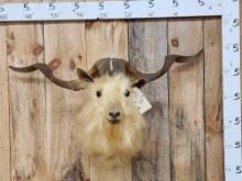 Golden Angora Goat Shoulder Mount Taxidermy