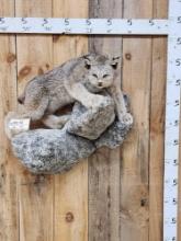 Alaskan Lynx Full Body Taxidermy Mount