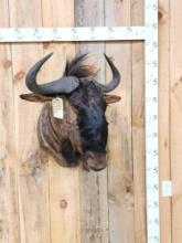 African Blue Wildebeest Shoulder Mount Taxidermy