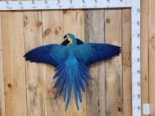 Spectacular Blue & Yellow Macaw In Flight Bird Taxidermy