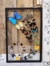 Frame Of 32 Beautiful Butterflies Taxidermy