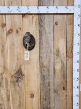 Eurasian Little Owl Full Body Bird Taxidermy