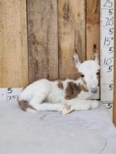 Baby Donkey Full Body Taxidermy Mount