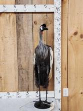 African Crowned Crane Full Body Bird Taxidermy