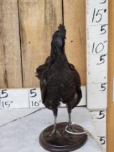 Ayam Cemani Rooster Full Body Chicken Bird Taxidermy