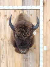 American Bison Buffalo Shoulder Mount Taxidermy