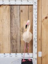 Chilean Flamingo Full Body Bird Taxidermy