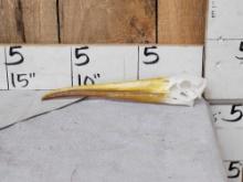 African Yellow Billed Stork Skull Bird Taxidermy