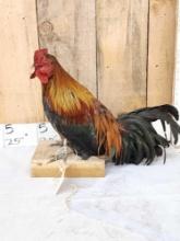 Domestic Rooster Full Body Chicken Bird Taxidermy