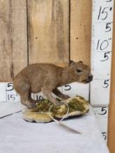 Baby Capybara Full Body Taxidermy Mount