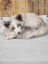 Marble Ranch Fox Full Body Soft Taxidermy Mount