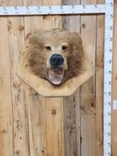 Big Alaskan Brown Bear Wall Pedestal Taxidermy Mount
