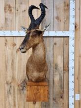 African Red Hartebeest Wall Pedestal Taxidermy Mount