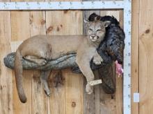 Mountain Lion Relaxing On A Log With Turkey Full Body Taxidermy Mount