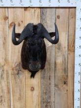 African Black Wildebeest Shoulder Mount Taxidermy