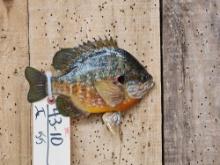 Red Ear Pumpkin Seed Real Skin Fish Taxidermy