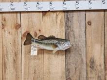 18" Largemouth Bass Real Skin Fish Taxidermy