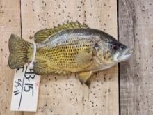 11" Rock Bass Real Skin Fish Taxidermy