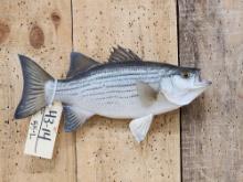15" Striped Bass Real Skin Fish Taxidermy
