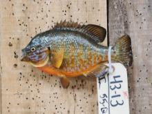 8 1/2" Pumpkin Seed Real Skin Fish Taxidermy