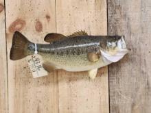 18" Largemouth Bass Real Skin Fish Taxidermy