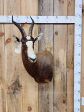 African Blesbok Shoulder Mount Taxidermy
