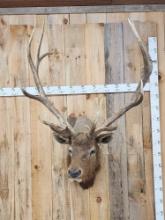 Vintage 6x6 Elk Shoulder Mount Taxidermy