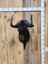 African Black Wildebeest Shoulder Mount Taxidermy