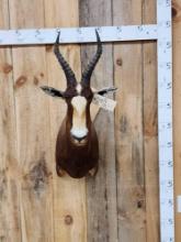 African Blesbok Shoulder Mount Taxidermy