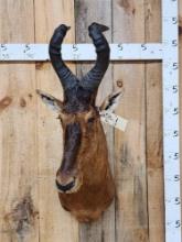 African Red Hartebeest Shoulder Mount Taxidermy