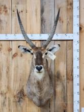 NICE African Waterbuck Shoulder Mount Taxidermy