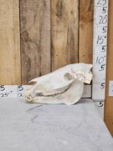 Zebra Skull Taxidermy