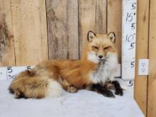 Alaskan Red Fox Full Body Taxidermy Mount