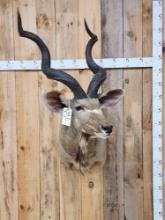 African Kudu Shoulder Mount Taxidermy