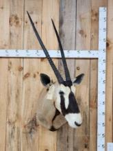 African Gemsbok Shoulder Mount Taxidermy