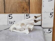 Asian Muntjac Skull Taxidermy