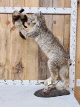 Alaskan Lynx Catching A Pine Marten Full Body Taxidermy Mount
