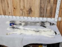2 Gorgeous Ranch Fox Soft Tanned Furs Taxidermy