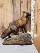 Cross Fox Full Body Taxidermy Mount