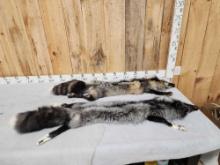 2 Gorgeous Ranch Fox Soft Tanned Furs Taxidermy