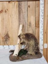 Porcupine Full Body Taxidermy Mount