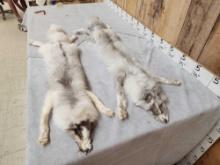 2 Ranch Fox Soft Tanned Furs Taxidermy