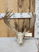 Big Freak Nontypical Whitetail Antlers On Skull