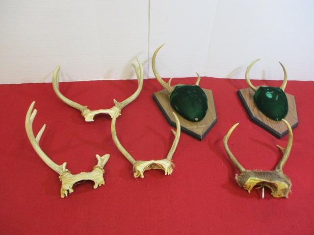 Mixed Box Full of Whitetail Deer Antlers