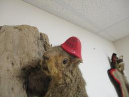 Taxidermy Squirrel Mount w/ Fire Helmet