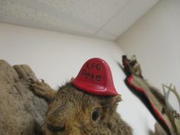 Taxidermy Squirrel Mount w/ Fire Helmet