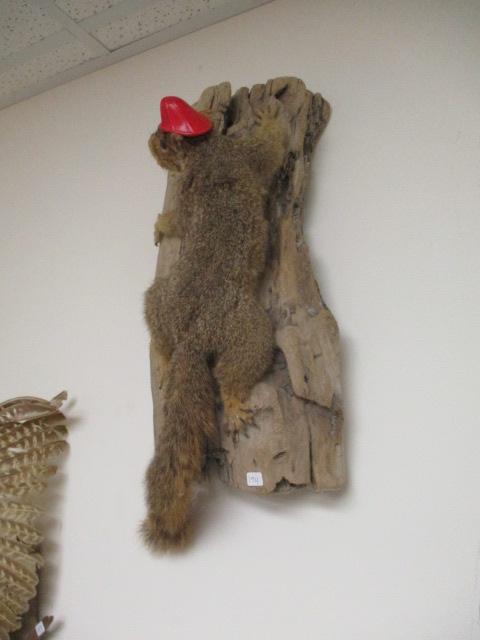Taxidermy Squirrel Mount w/ Fire Helmet